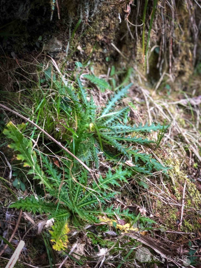 塔塔加薊(玉山薊)