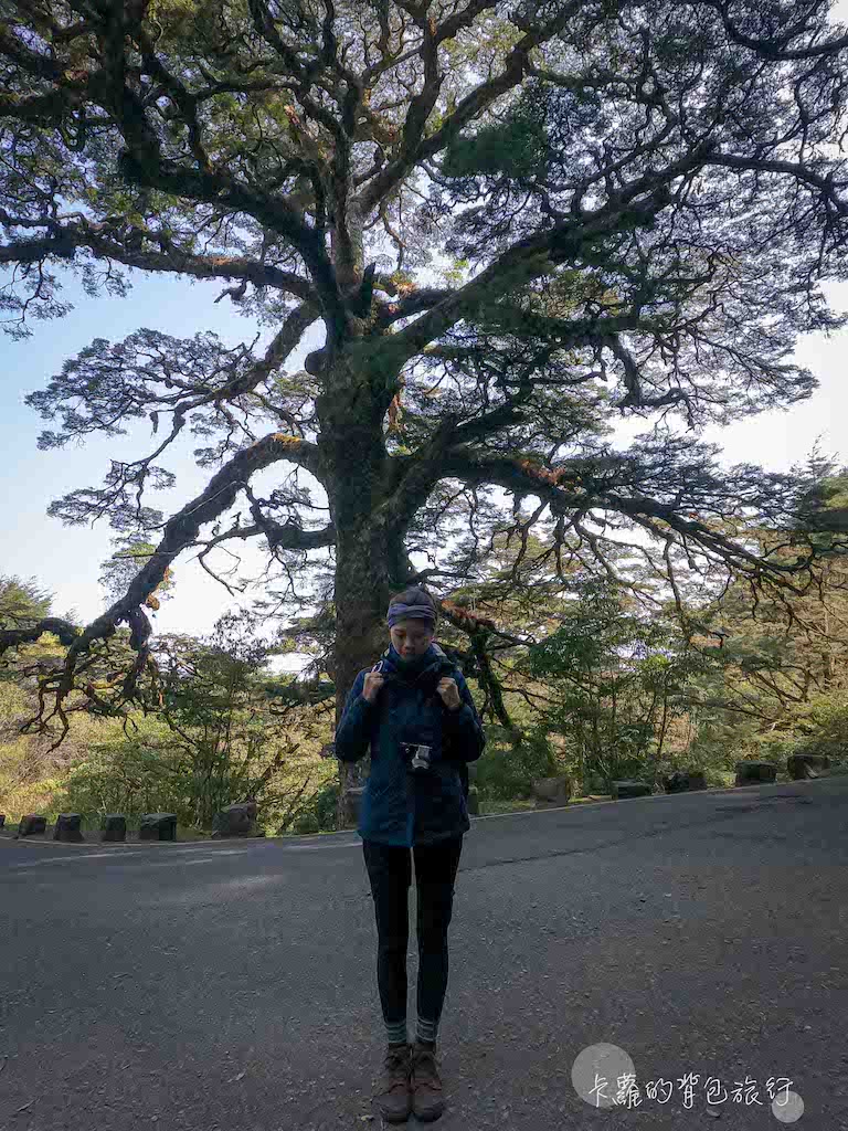 鹿林山 大鐵杉