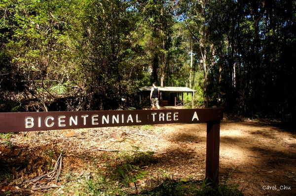 Australia  Pemberton─ 步步驚心Pemberton’s Climbing Trees