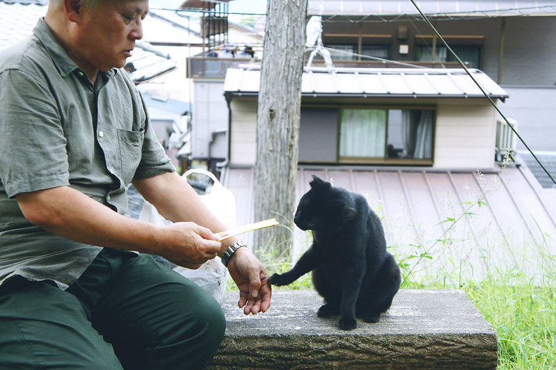 日本的老爺爺與貓，「哲學之道」